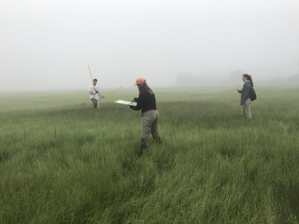 Three people stand in the misty saltmarsh, preparing to set up nets to catch Saltmarsh Sparrows.